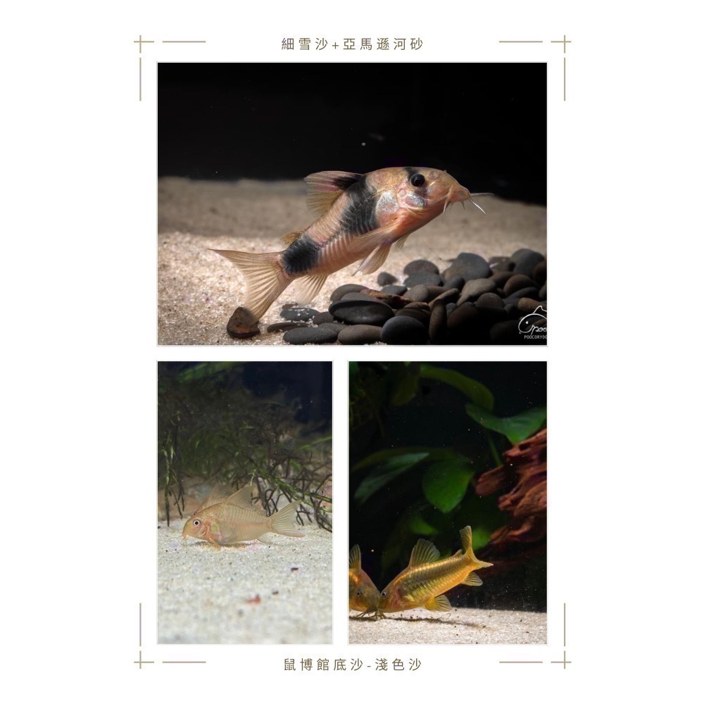鼠博館-底沙-淺色沙-新細雪沙/南美川沙/南美鼠沙-細節圖7