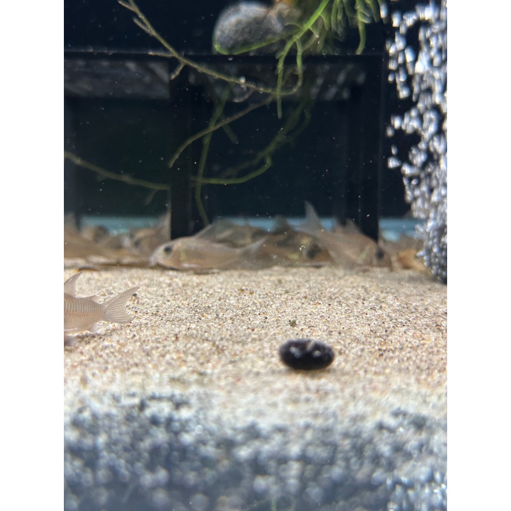 鼠博館-底沙-淺色沙-新細雪沙/南美川沙/南美鼠沙-規格圖8
