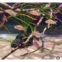 鼠博館-底沙-淺色沙-新細雪沙/南美川沙/南美鼠沙-規格圖8