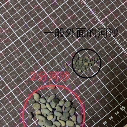 鼠博館-底沙-亞馬遜河砂1.2分/2分/申古河砂小/申谷河砂中-細節圖2