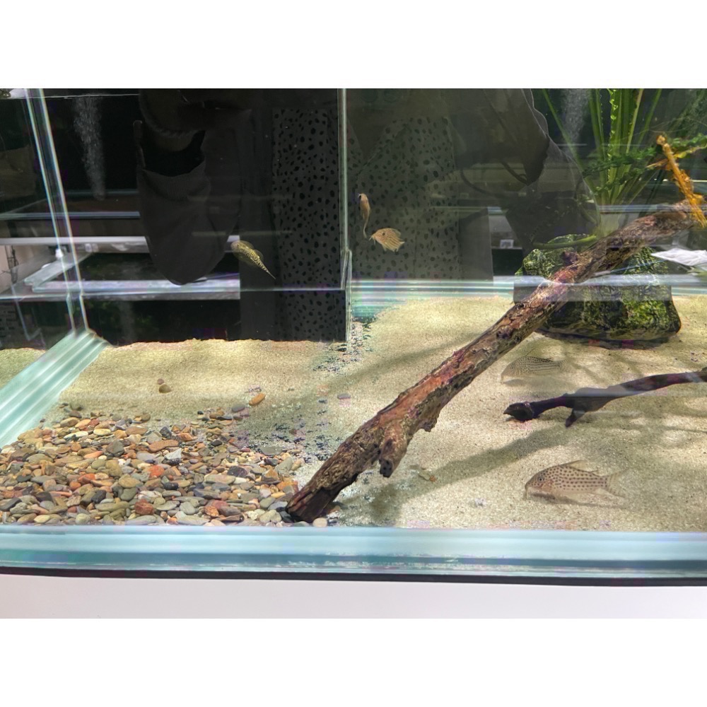 鼠博館-底沙-亞馬遜河砂1.2分/2分/申古河砂小/申谷河砂中-細節圖3