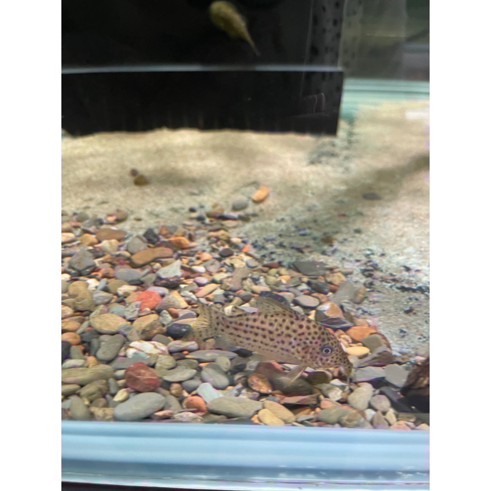 鼠博館-底沙-亞馬遜河砂1.2分/2分/申古河砂小/申谷河砂中-細節圖4