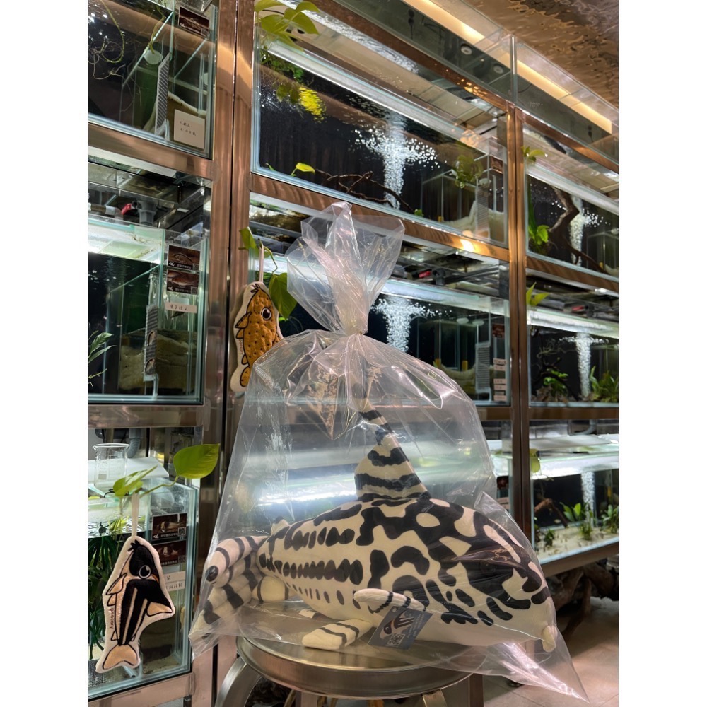 鼠博館-周邊-鼠魚娃娃/黑箭紅頭大娃娃/斑馬鼠大娃娃-細節圖2