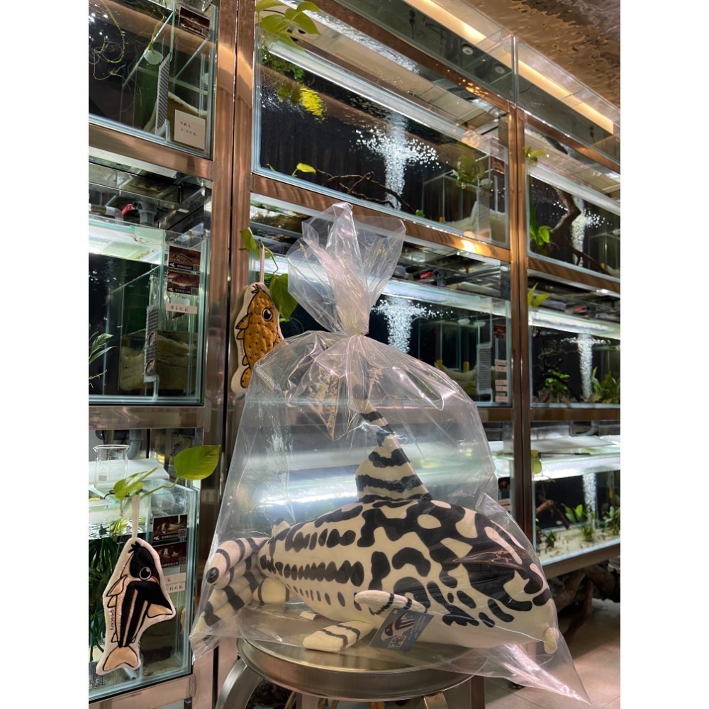 鼠博館-周邊-鼠魚娃娃/黑箭紅頭大娃娃/斑馬鼠大娃娃-規格圖2