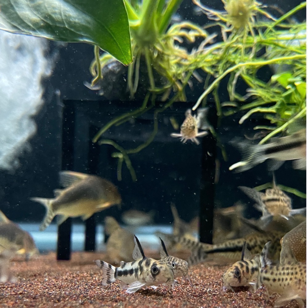 鼠博館-設備-坐式水妖精｜水妖精支架2.0｜風管｜水草支架-規格圖11
