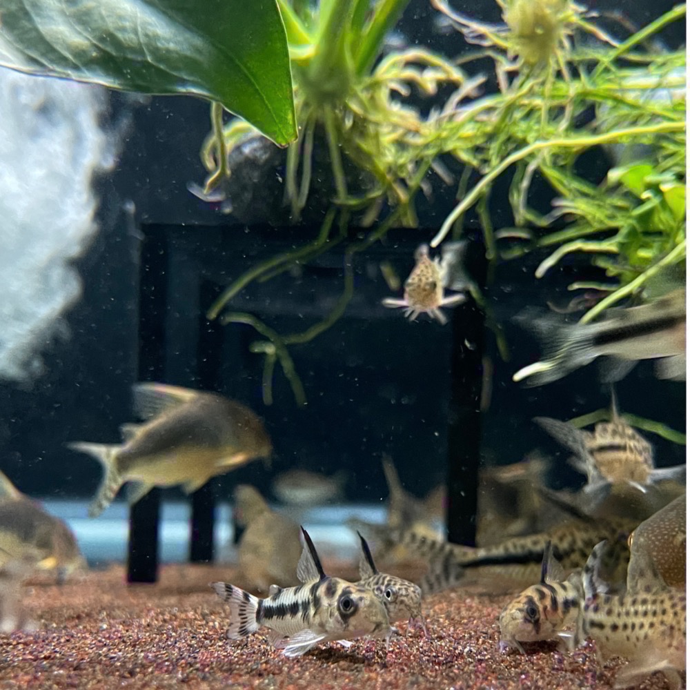 鼠博館-設備-坐式水妖精｜水妖精支架2.0｜風管｜水草支架-規格圖11