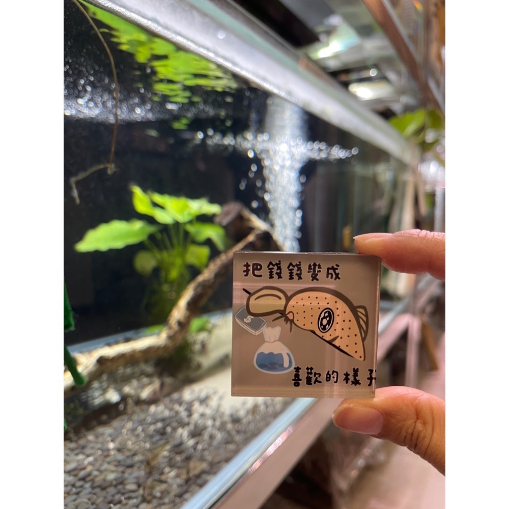 鼠博館-周邊-鼠魚磁鐵：檢疫中/乖乖/阿嬤養/薪水小偷/錢錢變成喜歡的樣子-細節圖7