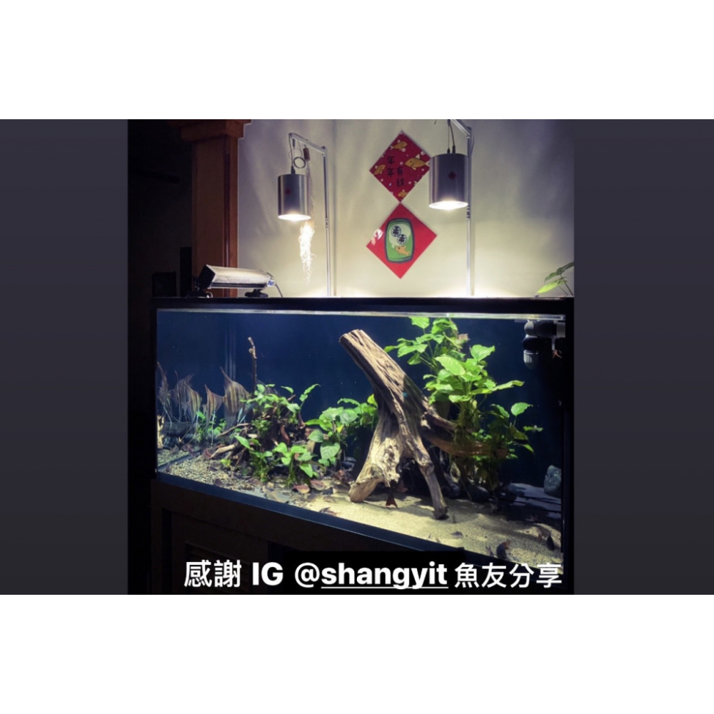 鼠博館-周邊-鼠魚貼紙｜春聯｜紅包袋-細節圖3