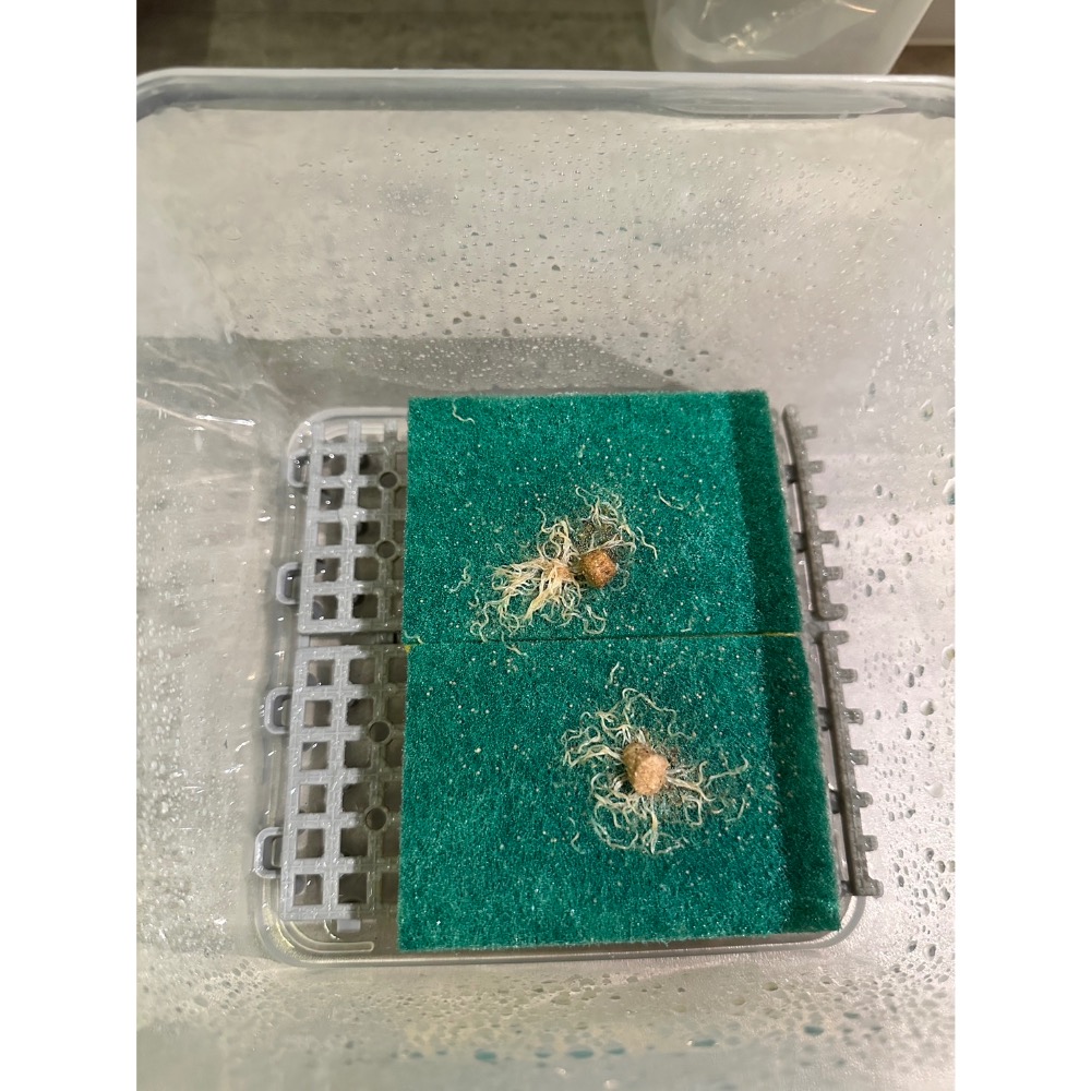 鼠博館-白蟲｜蠕蟲｜菜瓜布飼養組/飼料-規格圖2