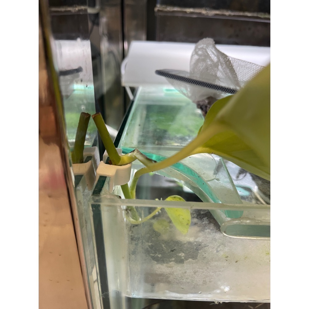 鼠博館-設備-黃金葛固定架-細節圖2