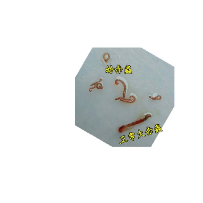 冷凍赤蟲-細節圖2