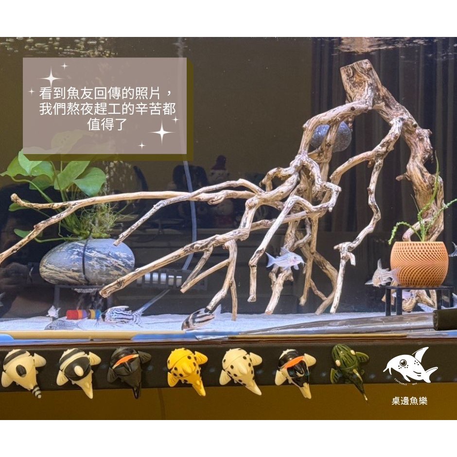鼠博館-周邊-桌邊魚樂-鼠魚扭蛋 異型扭蛋 公仔模型-細節圖2