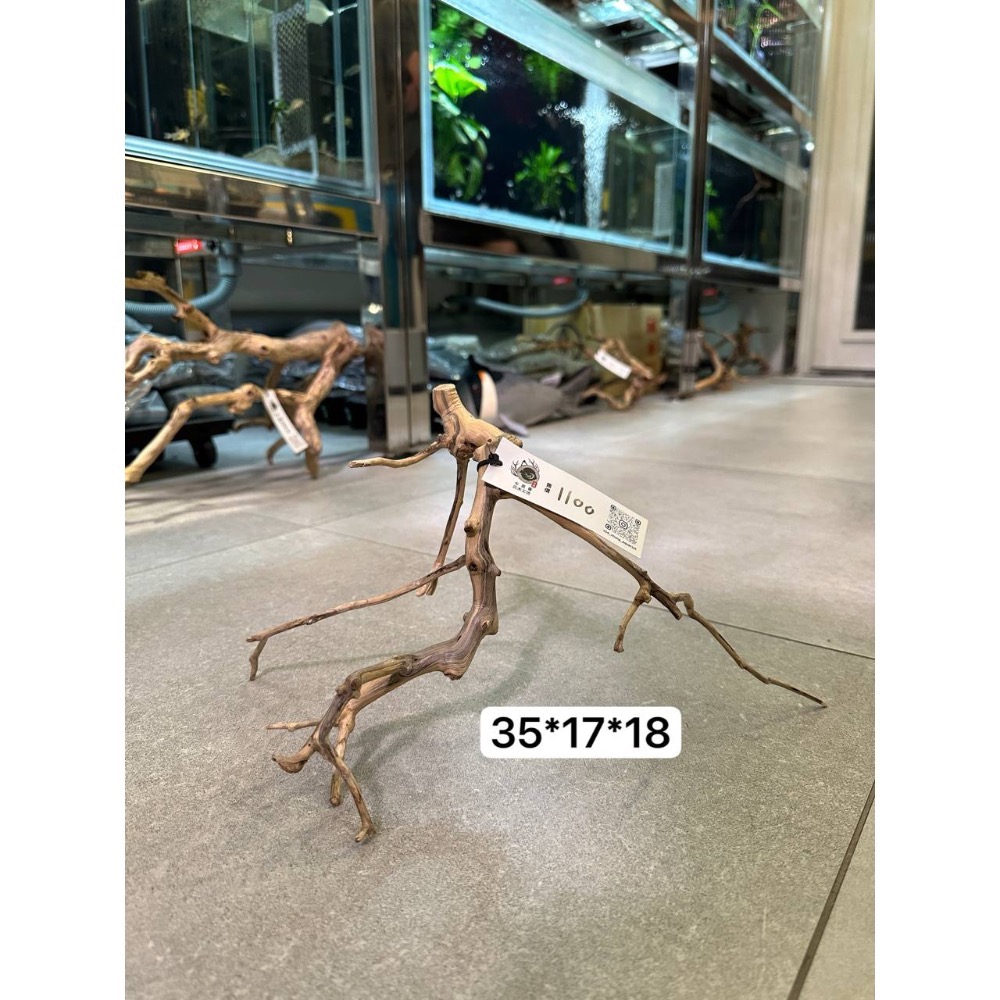 鼠博館-店內展售的老鐘七里香沈木-規格圖1