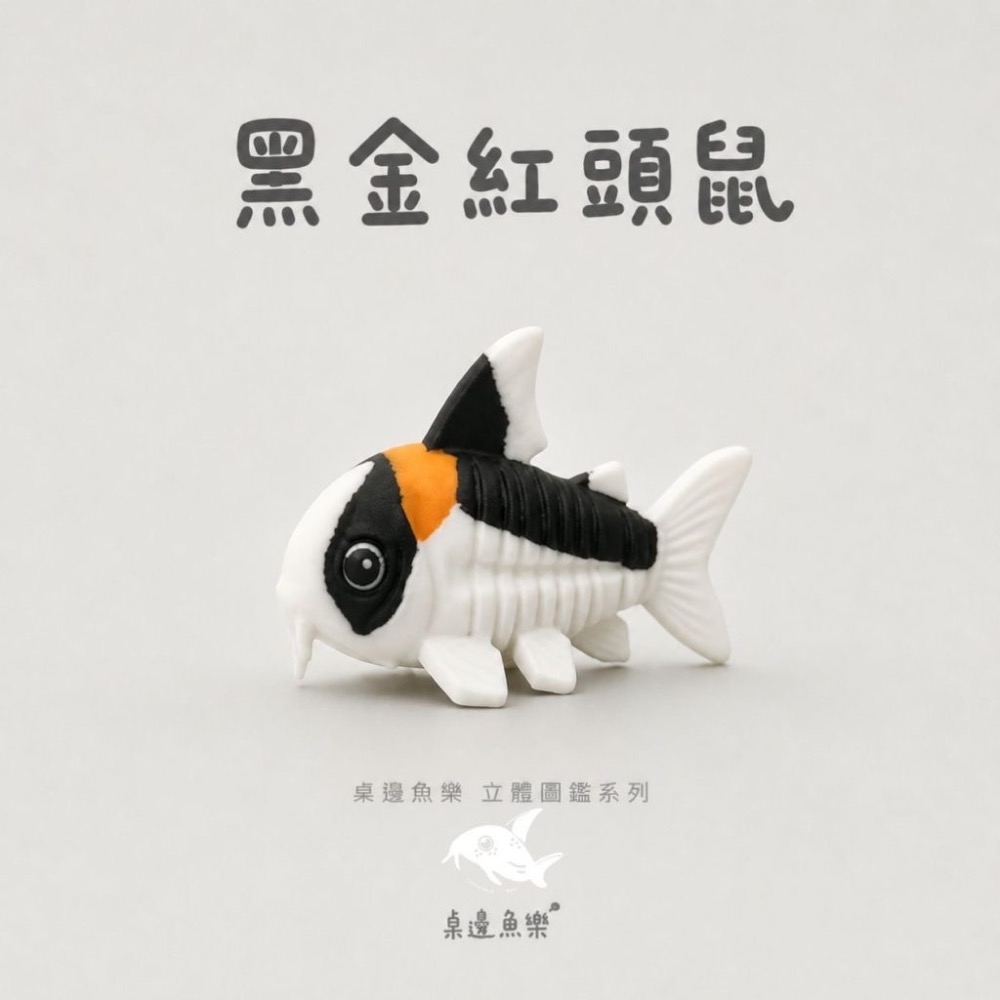 鼠博館-周邊-桌邊魚樂立體圖鑑-規格圖7