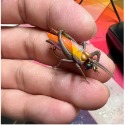 ~子甄彣璟~蝗蟲 仿生餌 飛蠅鉤 仿生 飛蠅 蒼蠅 路亞假餌 毛鉤 路亞餌 米諾 昆蟲 仿真餌 蟋蟀 蚱蜢 蟈蟈-規格圖6