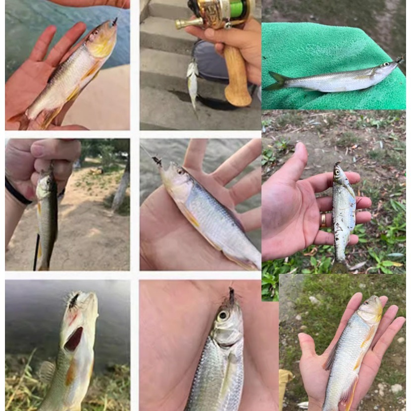 ~子甄彣璟~格裡菲斯 昆蟲 仿真餌 一盒5只卡裝飛蠅鉤 飛釣 擬餌 仿生餌 飛蠅鉤 仿生 飛蠅 蒼蠅 路亞假餌 毛鉤 路-細節圖10