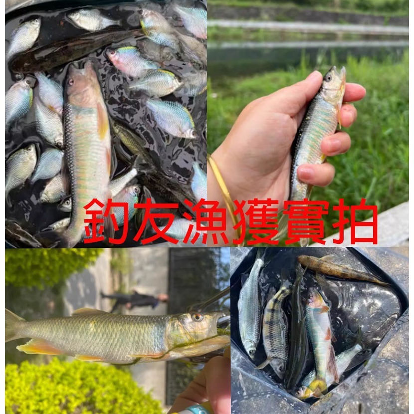 ~子甄彣璟~會飛的魚餌 翅膀晃動 浮水仿生蒼蠅 飛蠅 昆蟲 路亞餌 海釣餌 仿生餌 釣魚 假餌 軟餌 蒼蠅-細節圖8