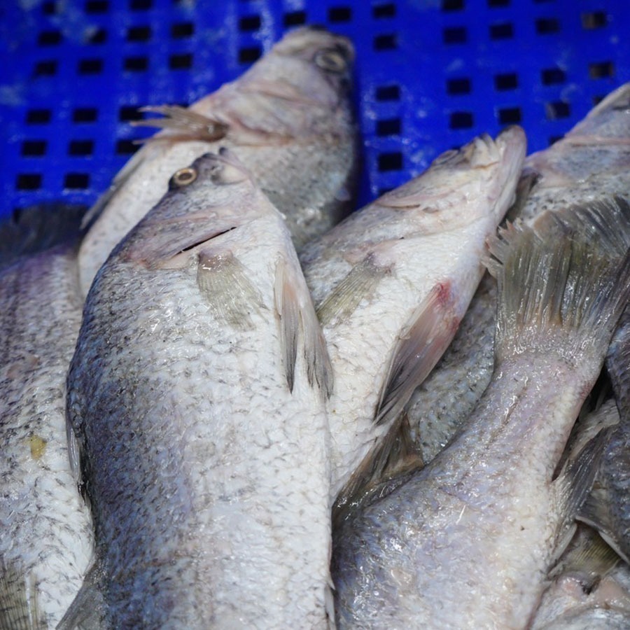 ~子甄彣璟~見說明再下單-金目鱸魚 帶皮鱸魚片 100-400g 去刺 鱸魚片 鱸魚 清肉 鱸魚排 高蛋白 脂肪低-細節圖3