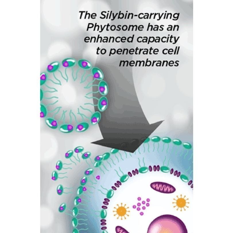 【現貨】美國好市多 Premium (Milk Thistle)奶薊(2027/01)，160mg,120粒膠囊-細節圖2