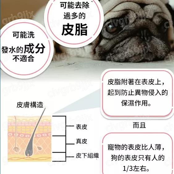 YEGBON寵物免洗清潔慕斯乾洗劑 PET DRY慕斯泡泡 沐浴露 狗狗 貓咪 寵物洗澡專用 除菌除異味 溫和 60ml-細節圖6
