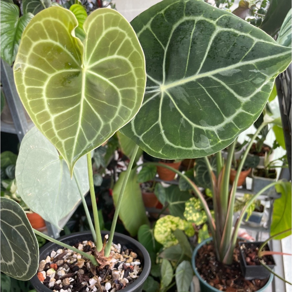 ［好宅陽台］觀葉植物專用介質 觀葉植物 陽台植物 室內植物 綠色生活 植栽 淨化空氣 -細節圖2