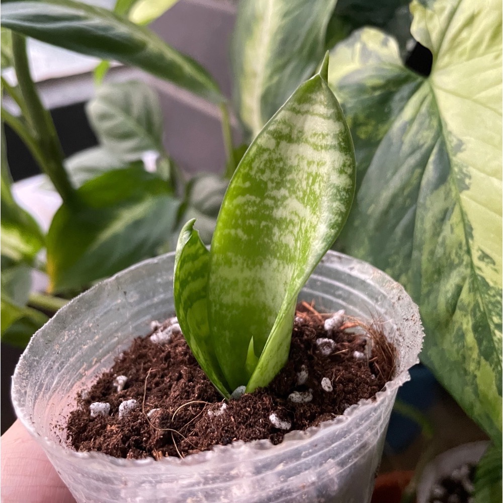 ［好宅陽台］虎尾蘭側芽 淨化空氣 觀葉植物 陽台植物 室內植物 綠色生活 植栽 淨化空氣 -細節圖2