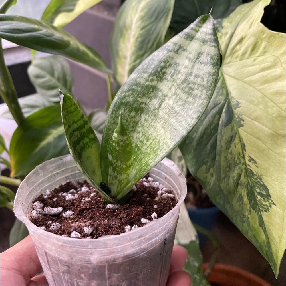 ［好宅陽台］虎尾蘭側芽 淨化空氣 觀葉植物 陽台植物 室內植物 綠色生活 植栽 淨化空氣 -細節圖3