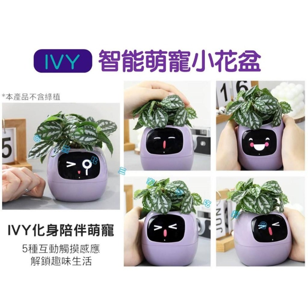 @貨比三家不吃虧@IVY智能萌寵小花盆 味天氣時鐘盆栽擺件 新奇禮物 創意 花器 客廳 懶人花盆 免澆水盆栽 窗臺園-細節圖7