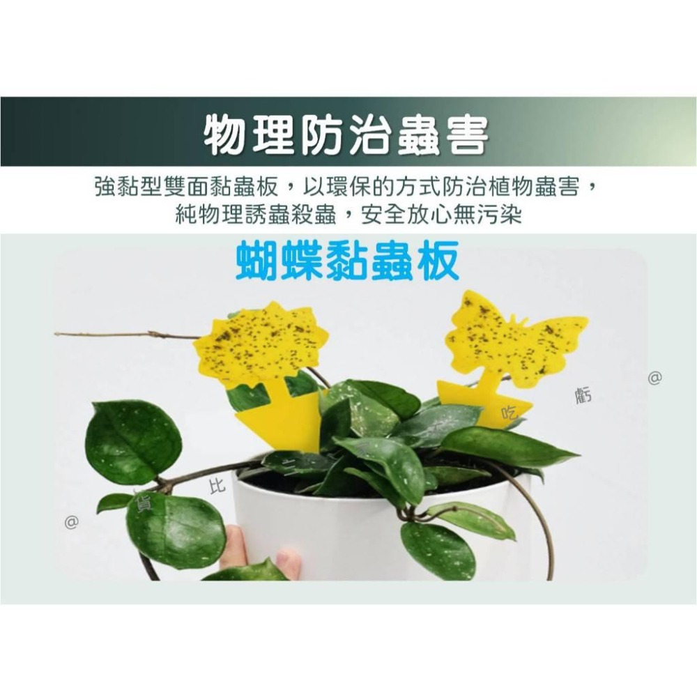@貨比三家不吃虧@蝴蝶黏蟲板 雙面厚款黏蟲板 粘蟲紙 雙面黏 黃色黏蟲紙 果蠅 有機黏蟲板 蚊蟲剋星 園藝 果蠅黏蟲板-細節圖4