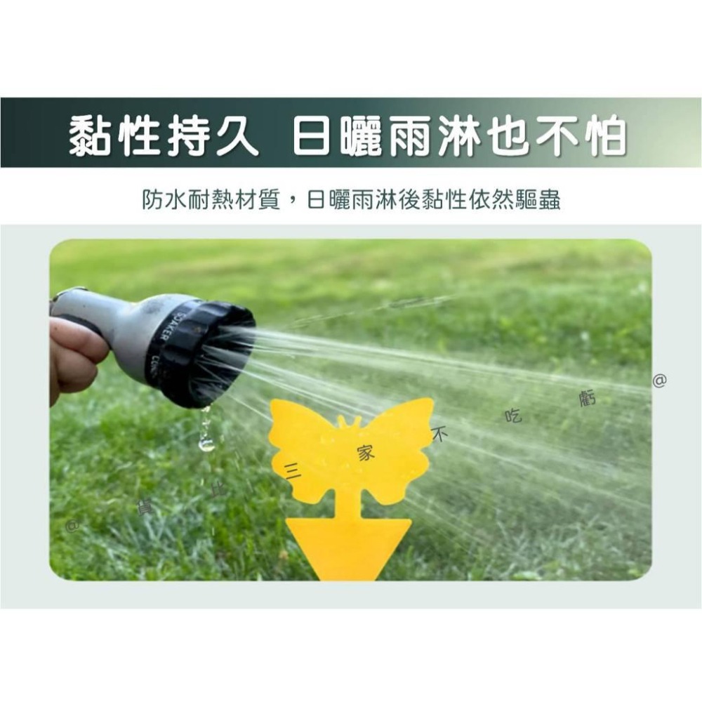 @貨比三家不吃虧@蝴蝶黏蟲板 雙面厚款黏蟲板 粘蟲紙 雙面黏 黃色黏蟲紙 果蠅 有機黏蟲板 蚊蟲剋星 園藝 果蠅黏蟲板-細節圖6