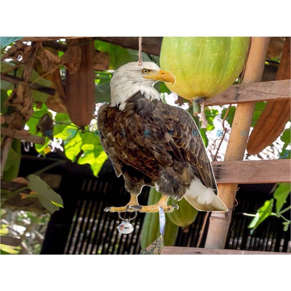 @貨比三家不吃虧@仿真驅鳥鷹 驅鳥反光 立柱老鷹仿真 趕鳥神器 驅鳥彩帶 陽臺驅鳥 菜園防鳥 庭院防鳥 防鳥貓頭鷹-細節圖8