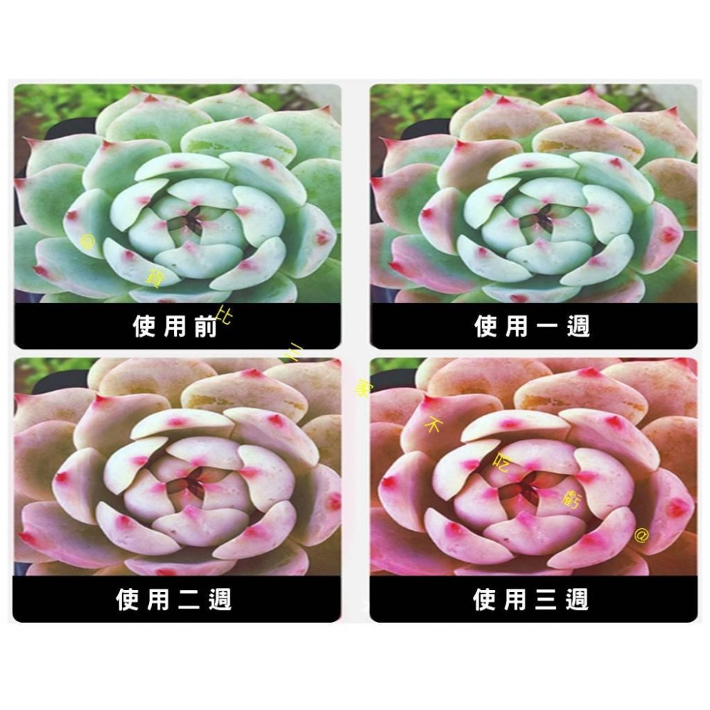 @貨比三家不吃虧@太陽能植物生長燈 植物燈 LED植物燈 防水 花草盆栽植物 育苗灯 粉紅燈 天使環植物燈 溫室植物-細節圖3