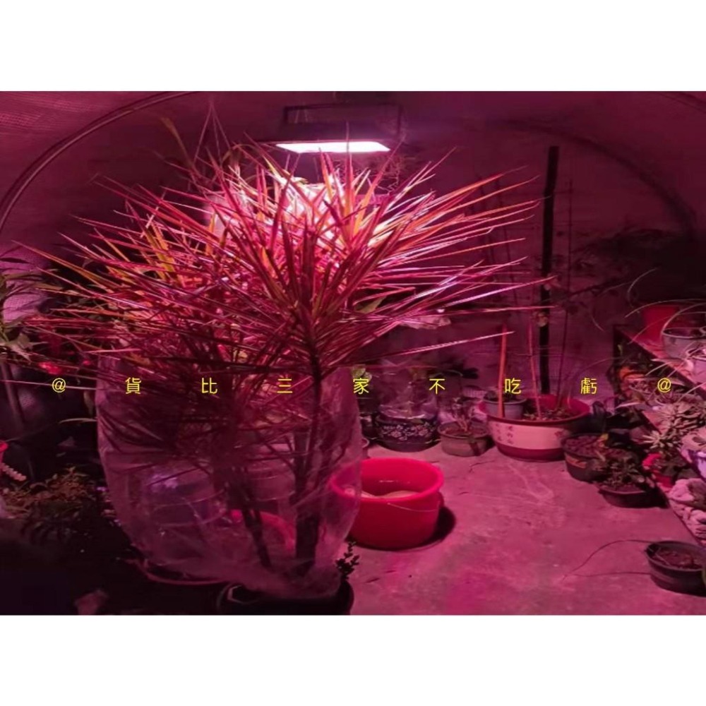 @貨比三家不吃虧@太陽能植物生長燈 植物燈 LED植物燈 防水 花草盆栽植物 育苗灯 粉紅燈 天使環植物燈 溫室植物-細節圖4