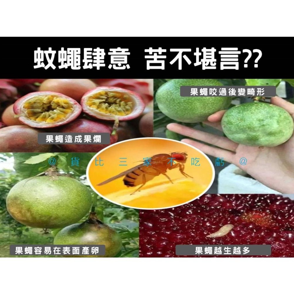 @貨比三家不吃虧@果蠅誘補神器 果實蠅誘引黏球 捕蠅膠 園藝 蒼蠅 蚊蟲 安全無毒庭院 陷阱捕蟲器 抓果蠅 園藝 捕蠅紙-細節圖2