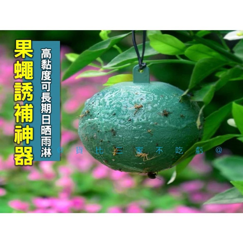 @貨比三家不吃虧@果蠅誘補神器 果實蠅誘引黏球 捕蠅膠 園藝 蒼蠅 蚊蟲 安全無毒庭院 陷阱捕蟲器 抓果蠅 園藝 捕蠅紙-細節圖5