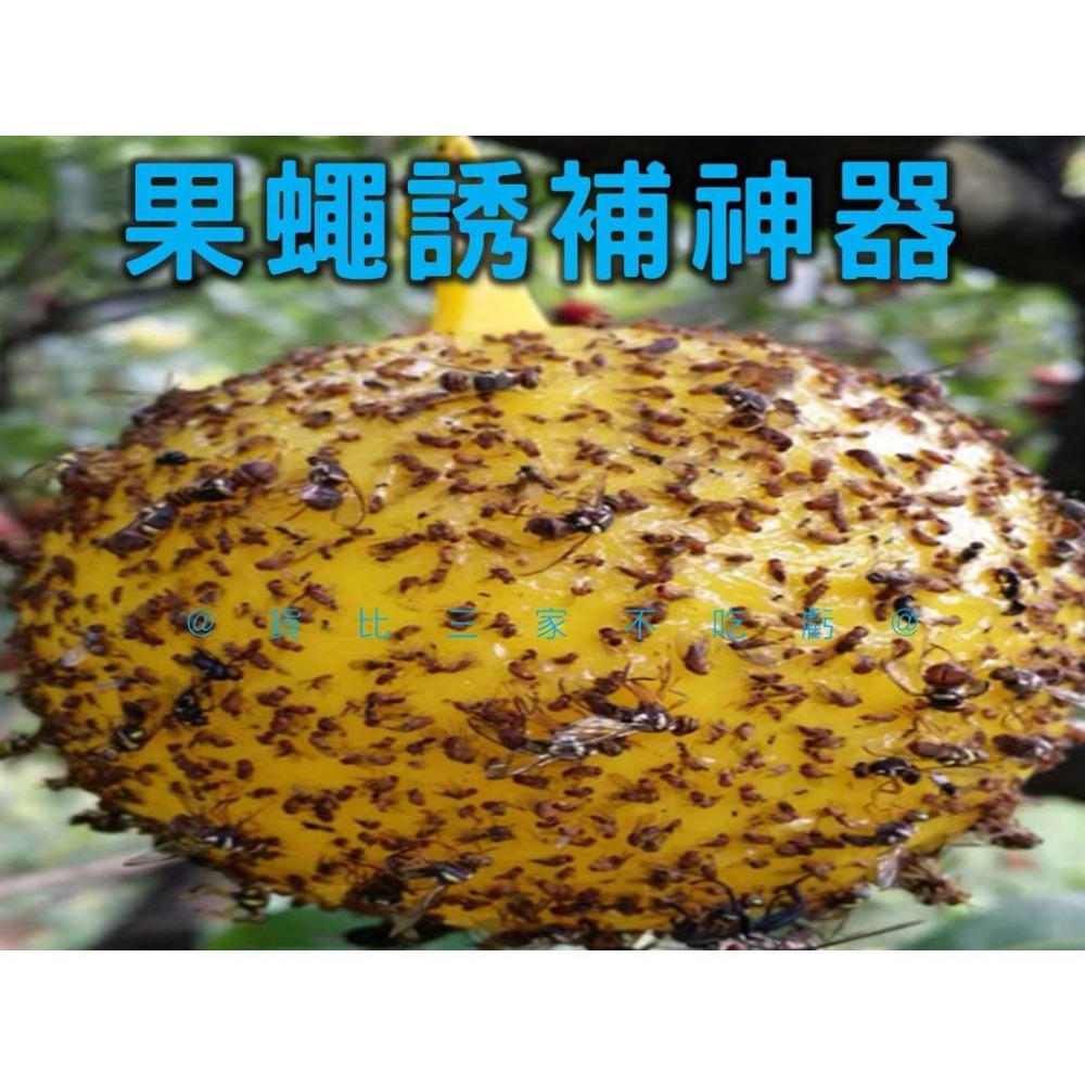 @貨比三家不吃虧@果蠅誘補神器 果實蠅誘引黏球 捕蠅膠 園藝 蒼蠅 蚊蟲 安全無毒庭院 陷阱捕蟲器 抓果蠅 園藝 捕蠅紙-細節圖6