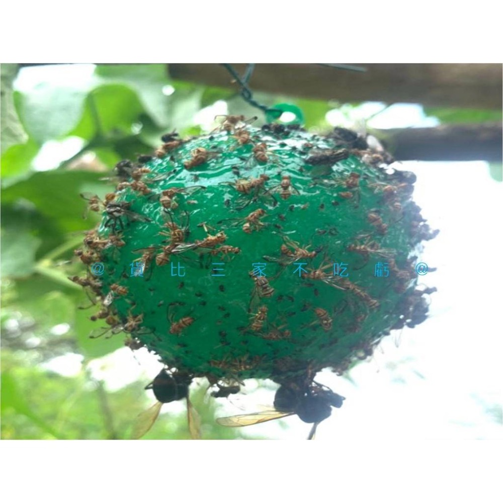 @貨比三家不吃虧@果蠅誘補神器 果實蠅誘引黏球 捕蠅膠 園藝 蒼蠅 蚊蟲 安全無毒庭院 陷阱捕蟲器 抓果蠅 園藝 捕蠅紙-細節圖7