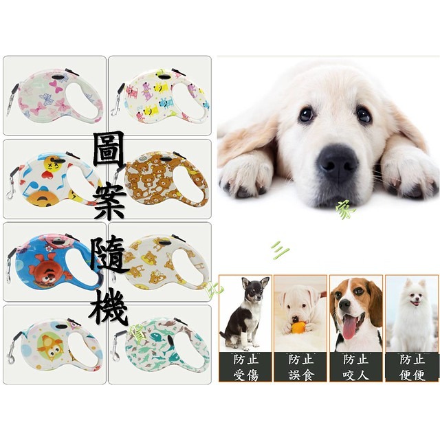 自動卡通可愛牽引繩 五米 牽繩 寵物用品 伸縮拉帶 伸縮拉繩 溜狗繩 外出 貓 省力牽繩 防走失 拉力 不易斷裂 耐用-細節圖5