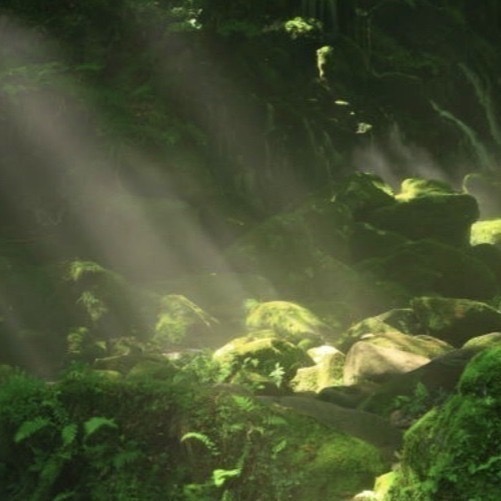 Oakmoss Resinoid 橡苔浸膏-細節圖2