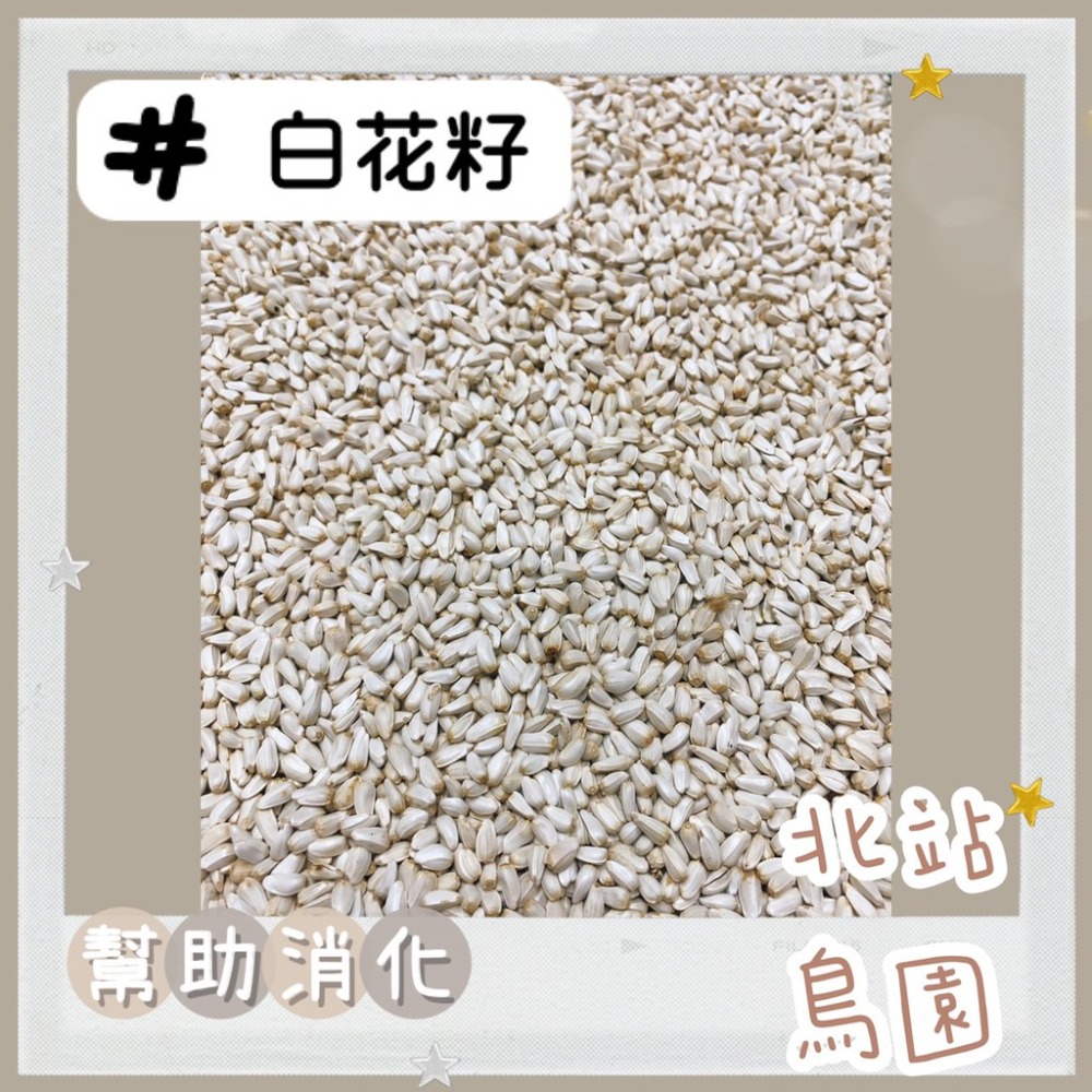 <北站鳥園>白花籽 / 分裝飼料 / 寵物鳥、中小型鸚鵡、倉鼠、松鼠、蜜袋鼯 / 小動物穀物、點心、零食、零嘴-細節圖3