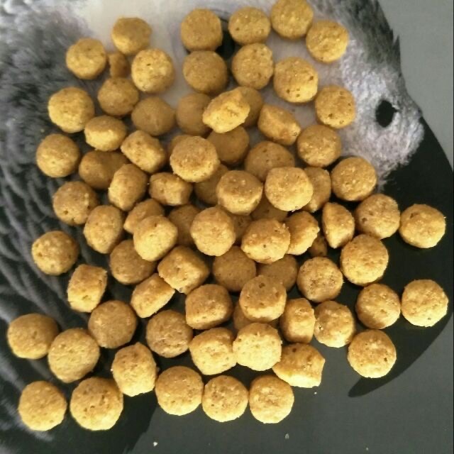 <北站鳥園>帕特PSITTACUS / 中大型鸚鵡專用高蛋白質滋養丸 / 3kg /超取限1包-細節圖4