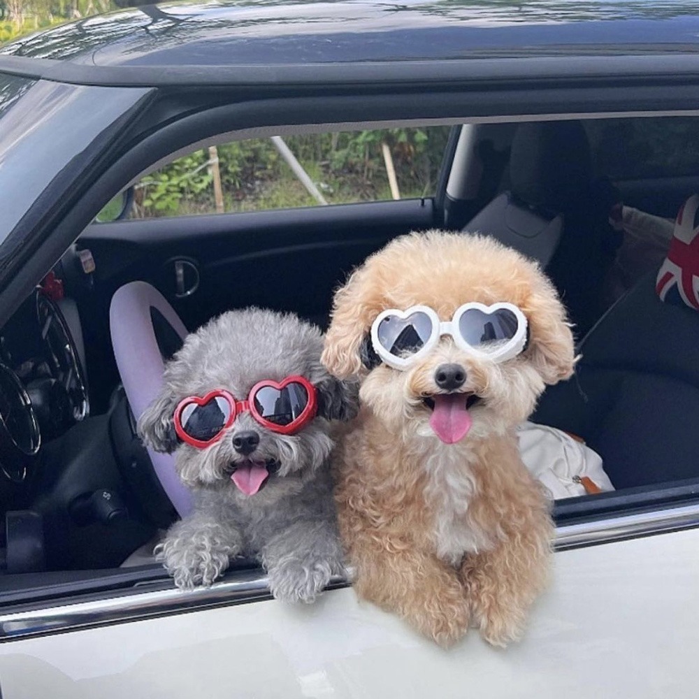 O＇Pretty 歐沛媞 Petsall 寵物護目鏡(時尚太陽眼鏡+防風護目眼鏡)(5X4.3X12.2cm)-細節圖3