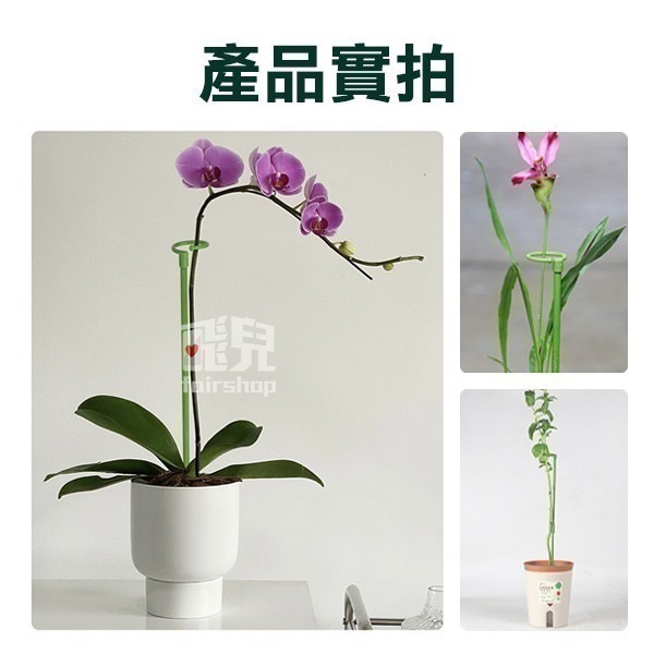 《植物支撐架》防扶倒！促定型！爬藤支撐 植物支架 盆栽支架 園藝支架 多肉支撐 爬藤支架 蝴蝶蘭支架 花卉支架【飛兒】-細節圖3