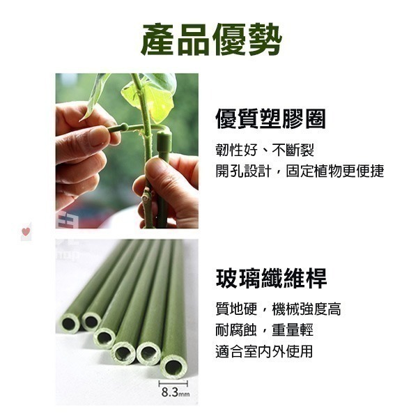 《植物支撐架》防扶倒！促定型！爬藤支撐 植物支架 盆栽支架 園藝支架 多肉支撐 爬藤支架 蝴蝶蘭支架 花卉支架【飛兒】-細節圖7