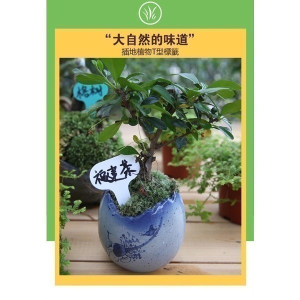 《插地植物T型標籤 5X7/6X10》植物插地牌 植物標籤 園藝標籤 植物名牌 多肉記號牌 迷你標籤 竹木標籤【飛兒】-細節圖3
