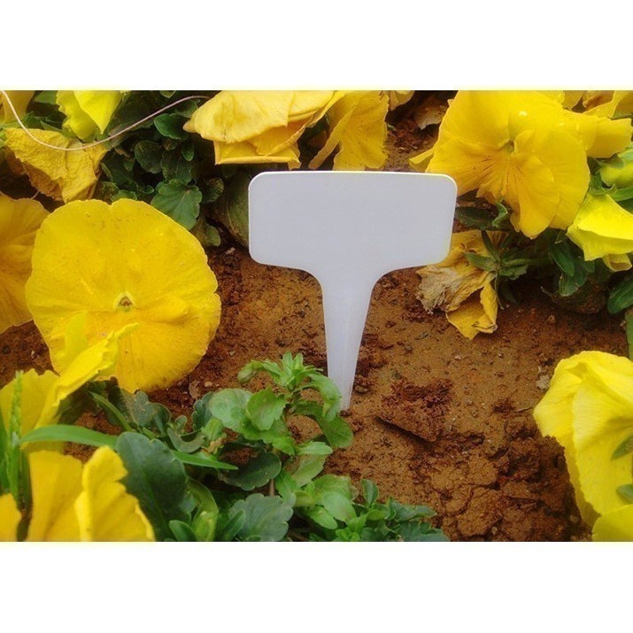 《插地植物T型標籤 5X7/6X10》植物插地牌 植物標籤 園藝標籤 植物名牌 多肉記號牌 迷你標籤 竹木標籤【飛兒】-細節圖8