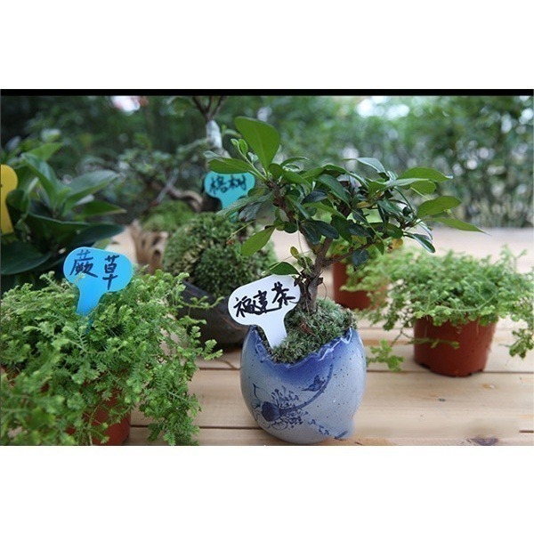 《插地植物T型標籤 5X7/6X10》植物插地牌 植物標籤 園藝標籤 植物名牌 多肉記號牌 迷你標籤 竹木標籤【飛兒】-細節圖4