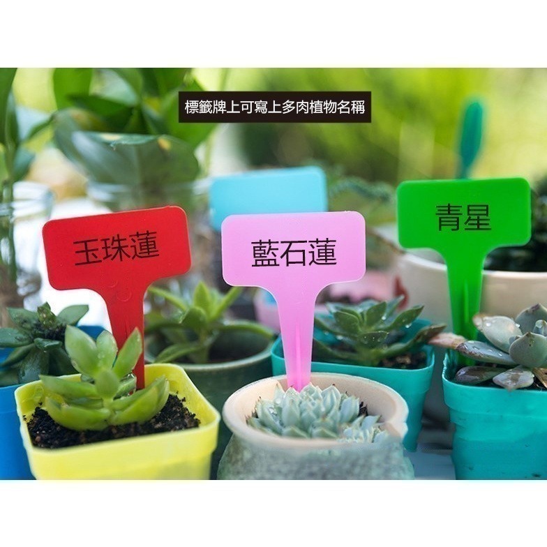 《插地植物T型標籤 5X7/6X10》植物插地牌 植物標籤 園藝標籤 植物名牌 多肉記號牌 迷你標籤 竹木標籤【飛兒】-細節圖9