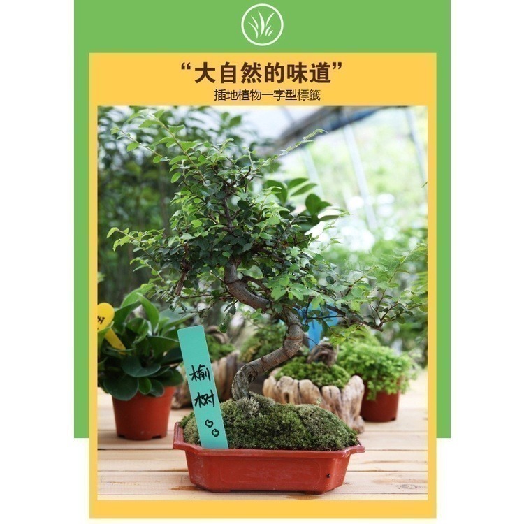 《插地植物一字型標籤》植物插地牌 植物標籤 園藝標籤 植物名牌 多肉記號牌 迷你標籤 竹木標籤 彩色標籤【飛兒】-細節圖5