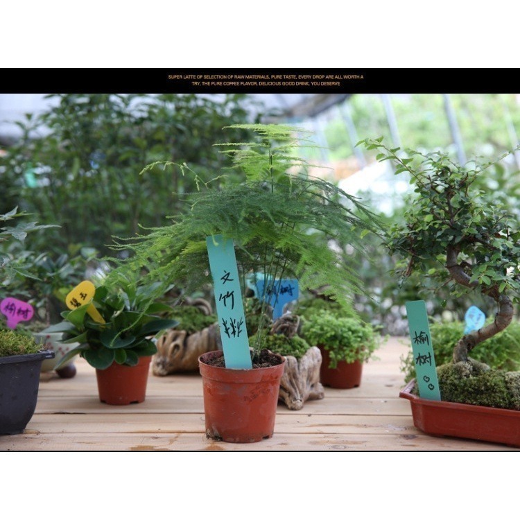 《插地植物一字型標籤》植物插地牌 植物標籤 園藝標籤 植物名牌 多肉記號牌 迷你標籤 竹木標籤 彩色標籤【飛兒】-細節圖6